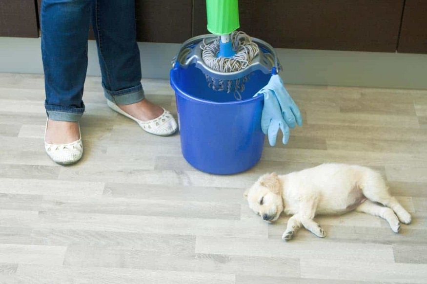 Why You Should Use An All-Natural Pet Cleaning Products