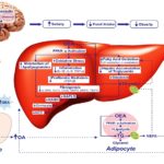 About oleoyethanolamide and how it works?