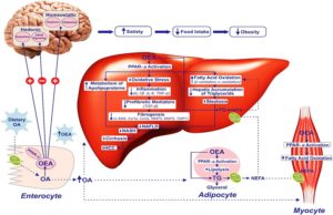 About oleoyethanolamide and how it works