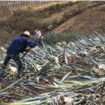 Health Benefits of Tequila You Should Remember