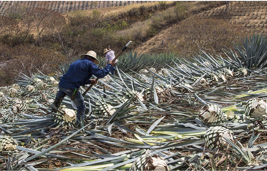 Health Benefits of Tequila You Should Remember
