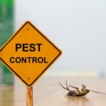 Why vouch for pest control by professionals for your office or residence?