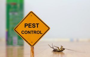 pest control by professionals