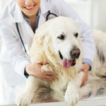 How Vet Today Simplifies Pet Care Decisions for Owners